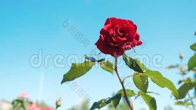 玫瑰<strong>红花</strong>映蓝天.. 大自然的花朵，<strong>绿叶</strong>，美丽的生活方式花